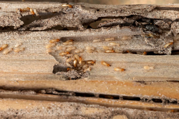 Best Wildlife Control Services  in Tavernier, FL