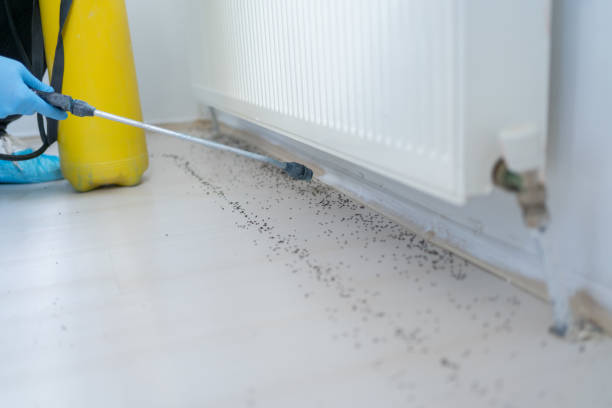 Best Cockroach Control Services  in Tavernier, FL