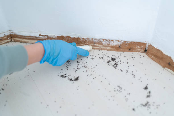 Best Flea Control Services  in Tavernier, FL