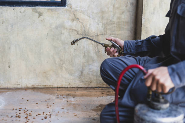 Best Rat Extermination Near Me  in Tavernier, FL